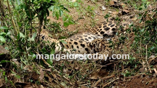 leopard mangalore